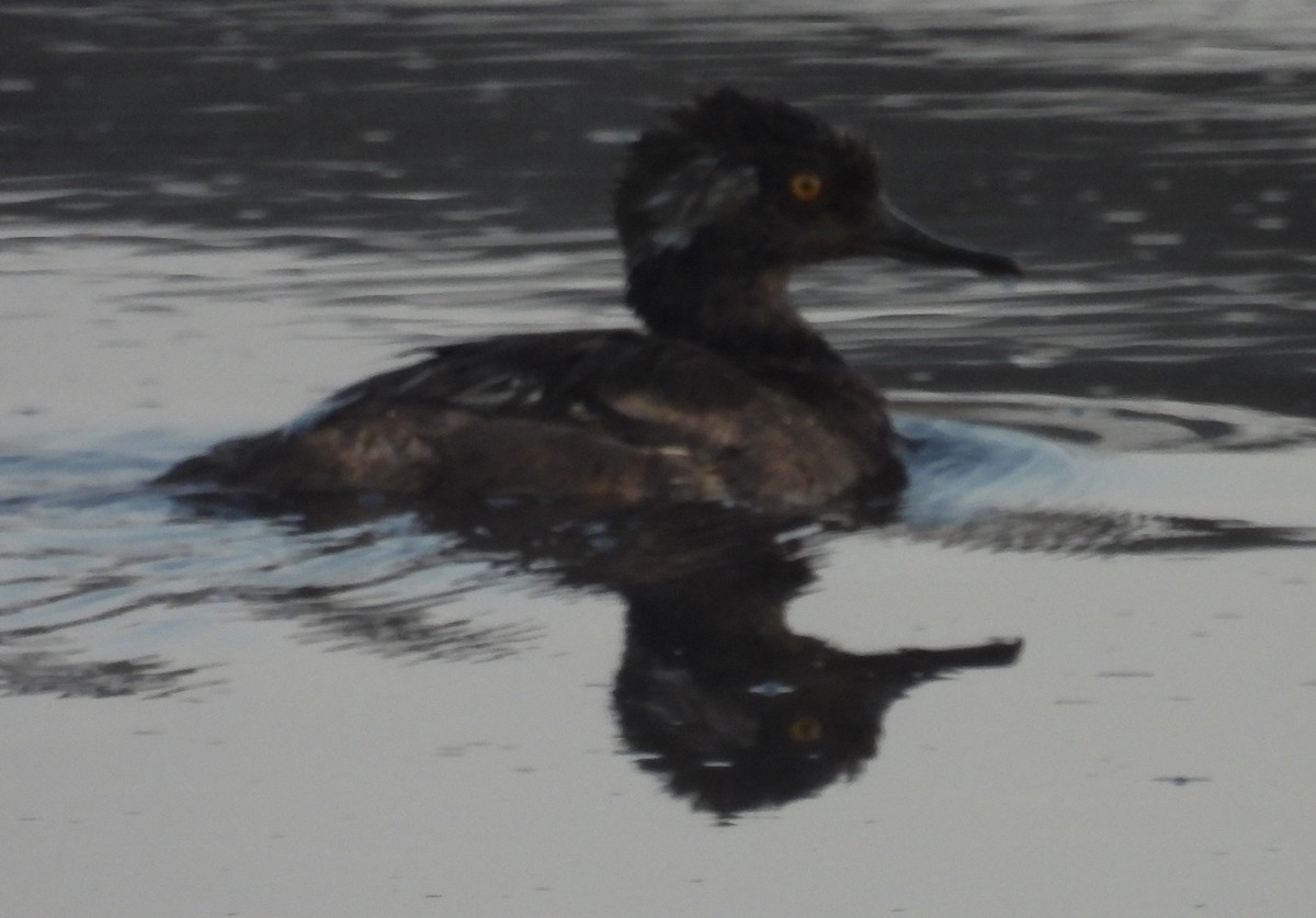 Hooded Merganser - ML622556681