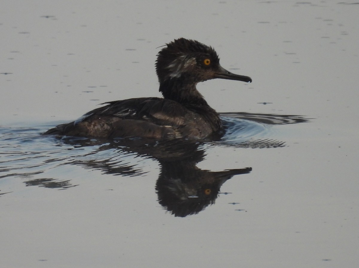 Hooded Merganser - ML622556682