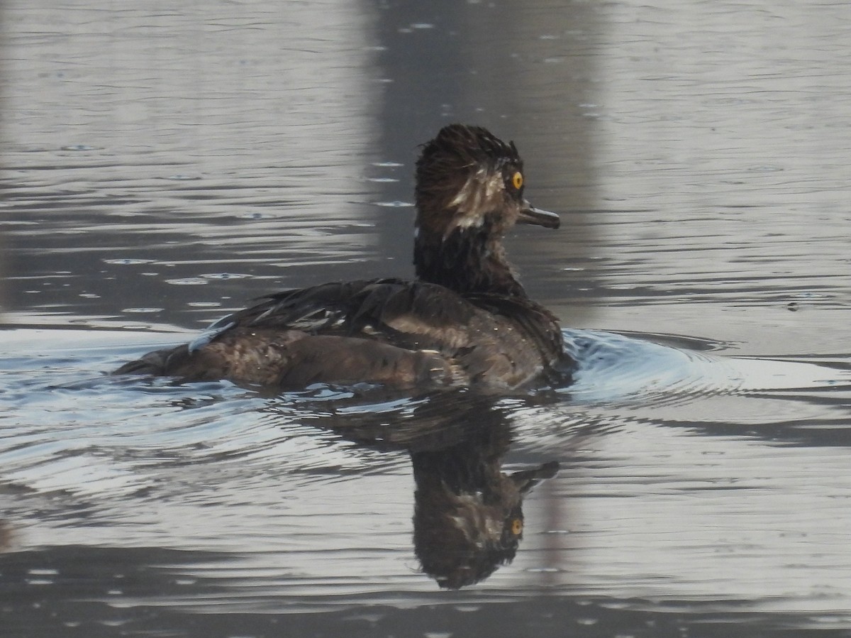 Hooded Merganser - ML622556683