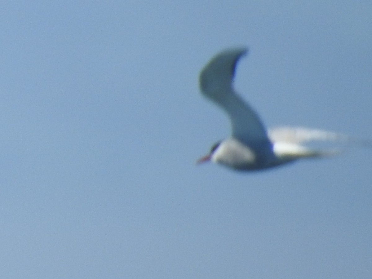 Arctic Tern - Alex Trifunovic