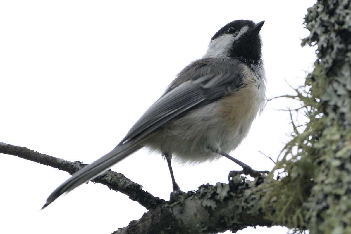 Black-capped Chickadee - ML622556708
