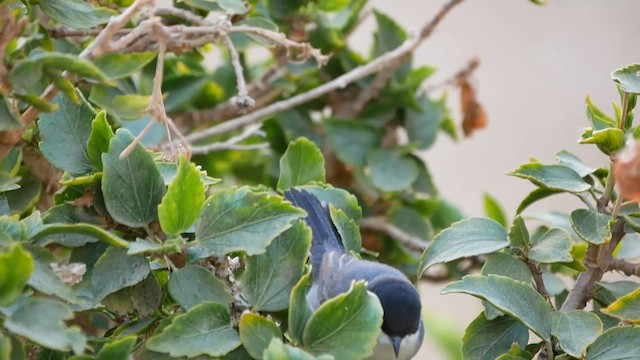 Sardinian Warbler - ML622556717