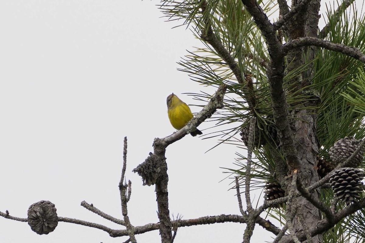 Magnolia Warbler - ML622556718