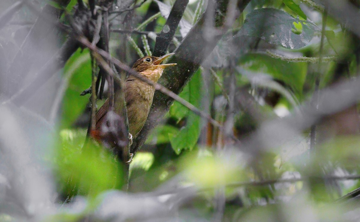 Ochre-throated Foliage-gleaner - ML622556742