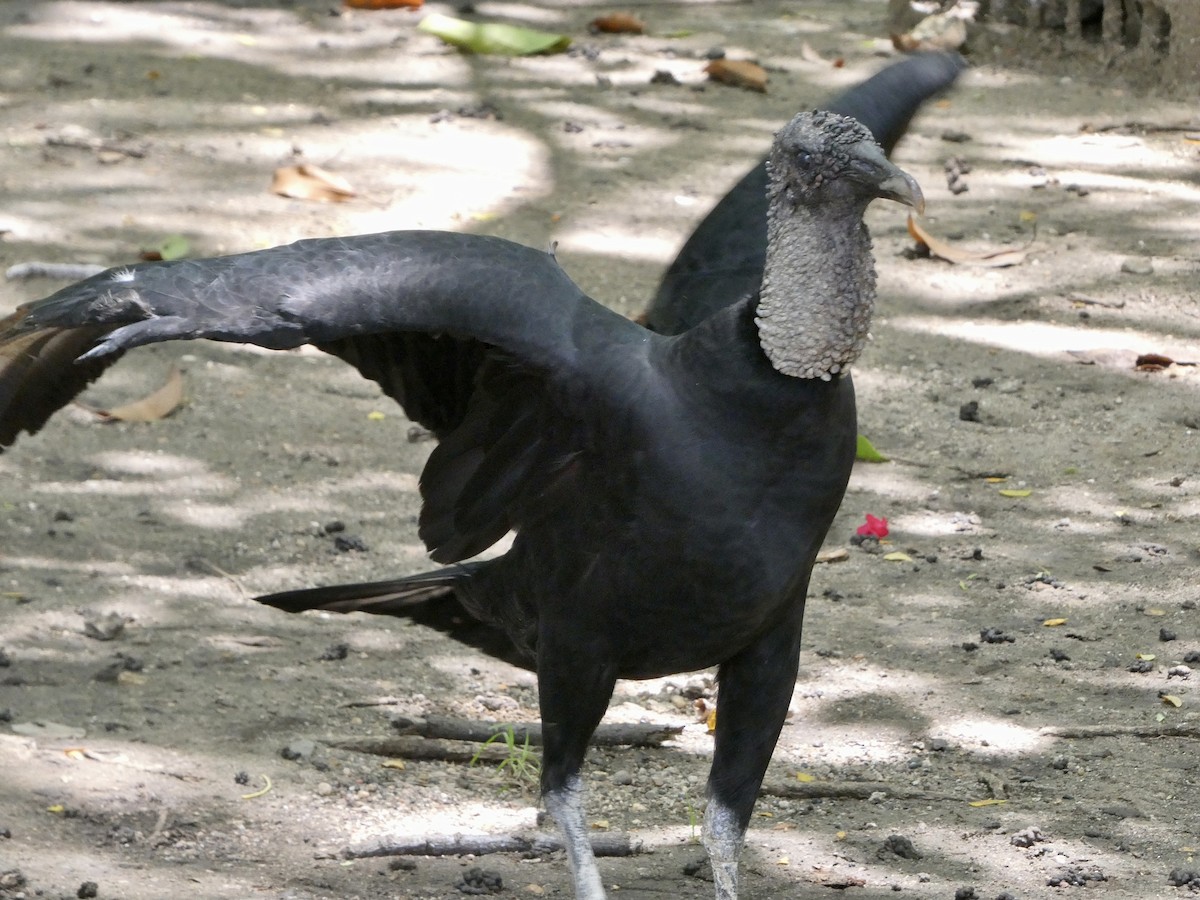 Black Vulture - Jean Roberge