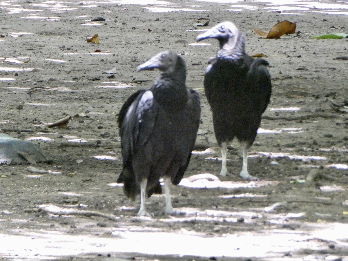 Black Vulture - ML622556763