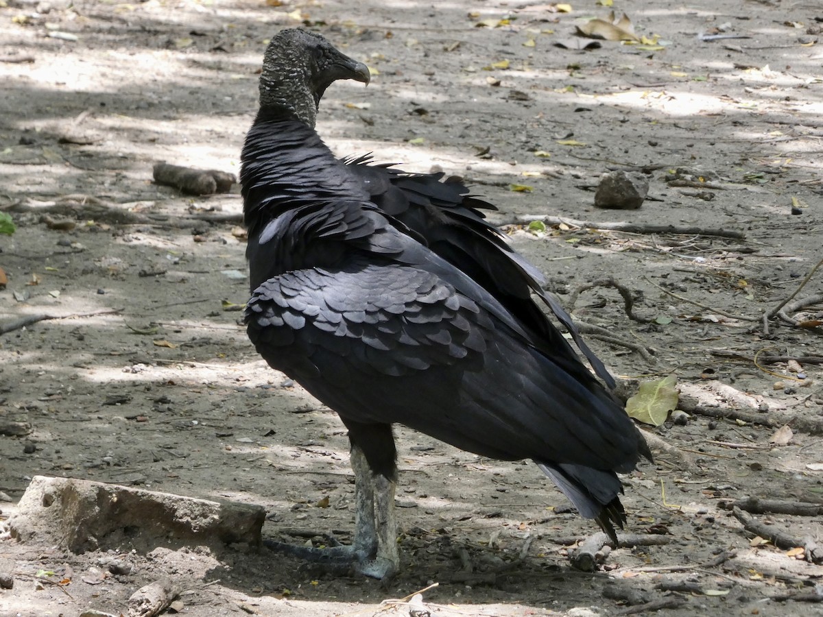 Black Vulture - ML622556764