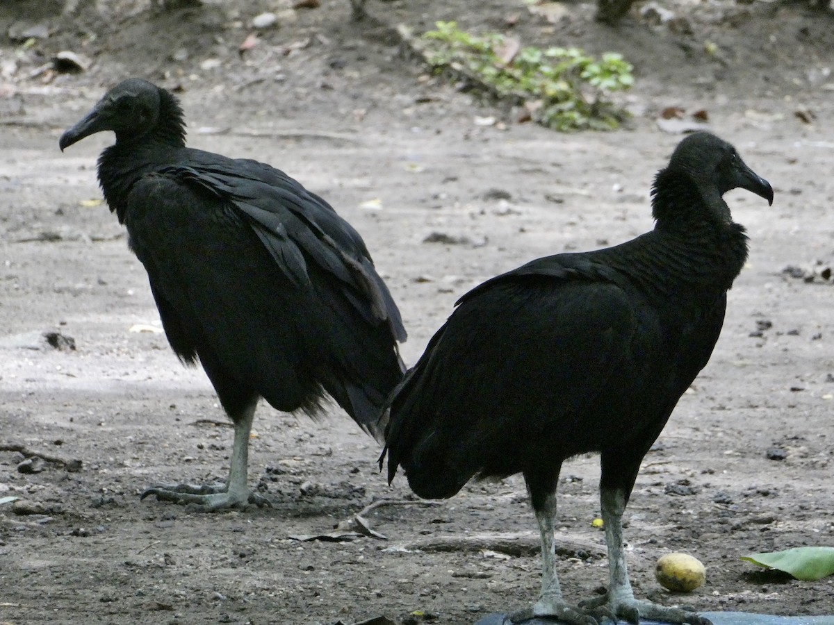 Black Vulture - ML622556765