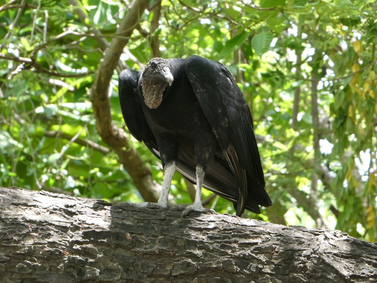 Black Vulture - ML622556766