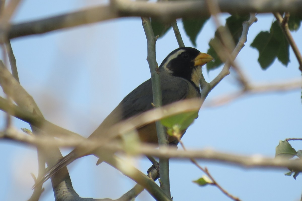 Golden-billed Saltator - ML622556786