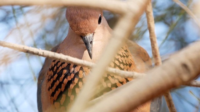 Laughing Dove - ML622556877