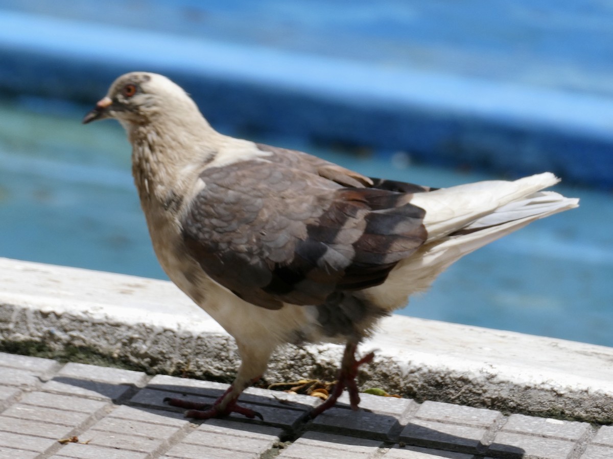 Rock Pigeon (Feral Pigeon) - ML622556898