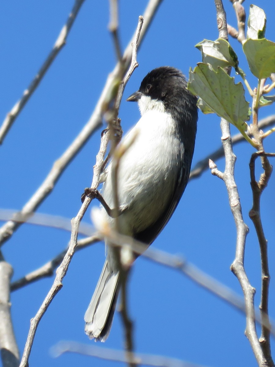 Black-capped Warbling Finch - ML622556928