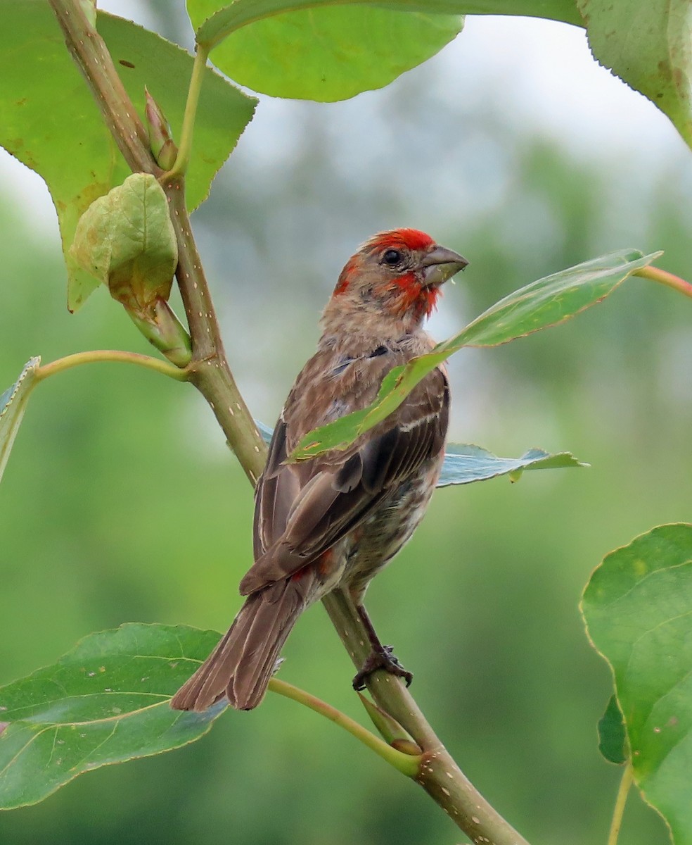 House Finch - ML622556940