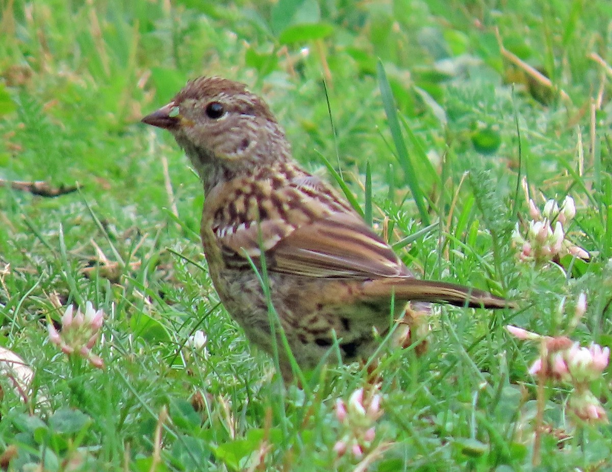 White-crowned Sparrow - ML622556943