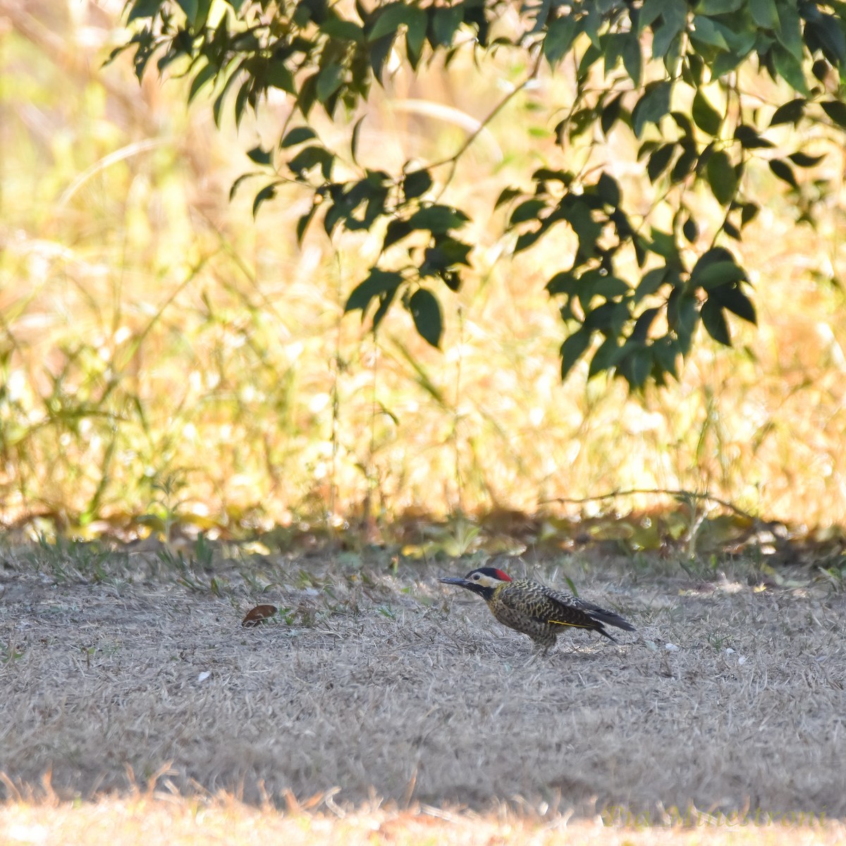 Green-barred Woodpecker - ML622556966