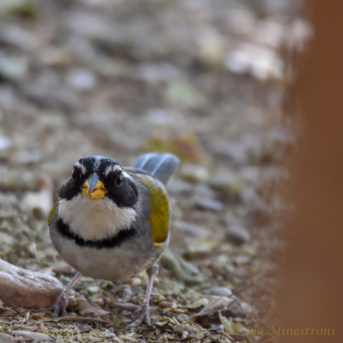 Moss-backed Sparrow - Pia Minestroni