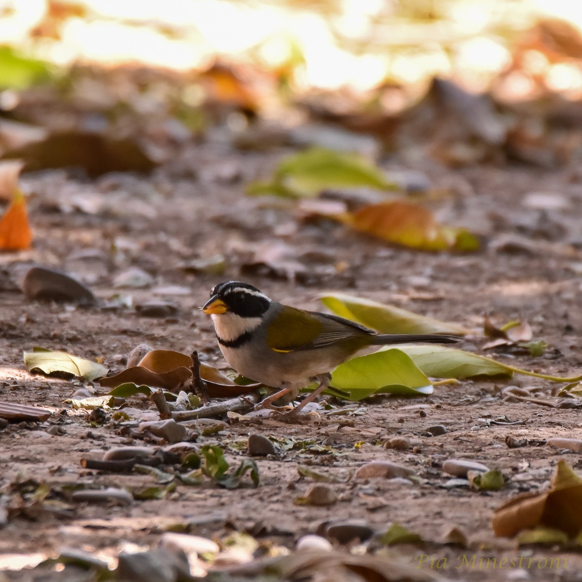 Moss-backed Sparrow - ML622556990