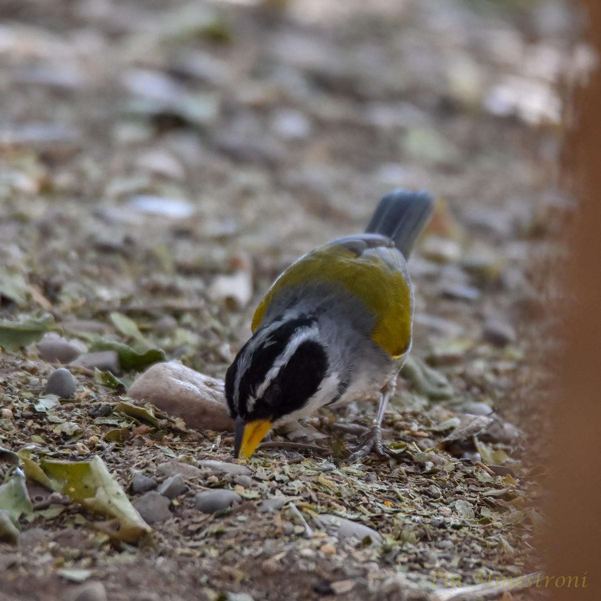 Moss-backed Sparrow - ML622556992