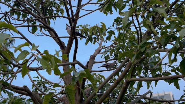 Crested Pigeon - ML622557024