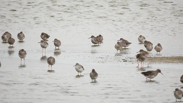 Spotted Redshank - ML622557175