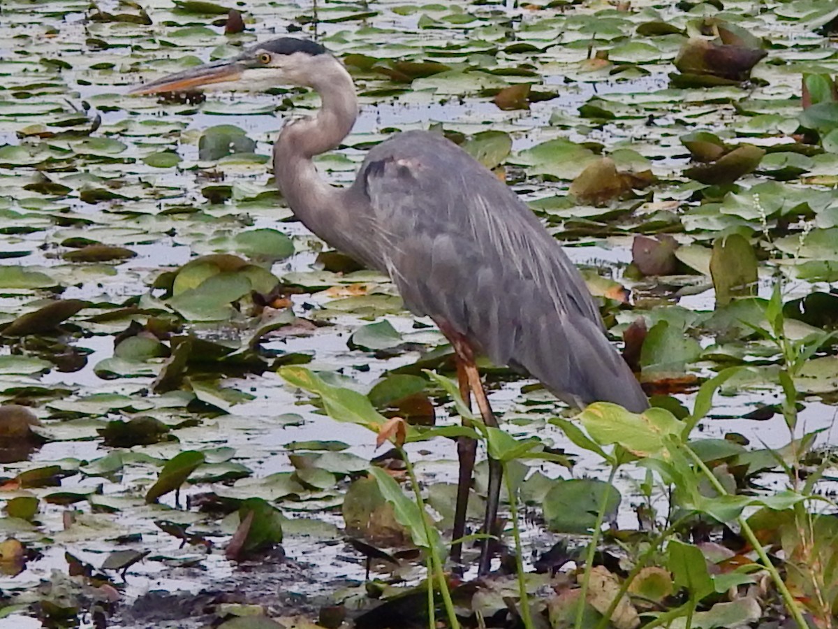 Great Blue Heron - ML622557177