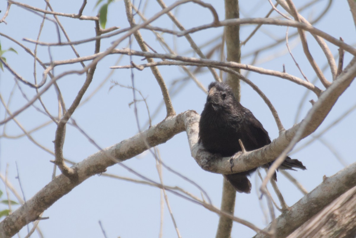 Groove-billed Ani - ML622557182