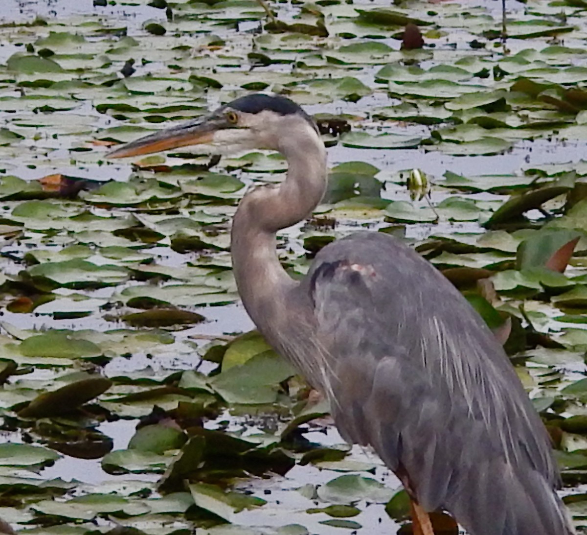 Great Blue Heron - ML622557187