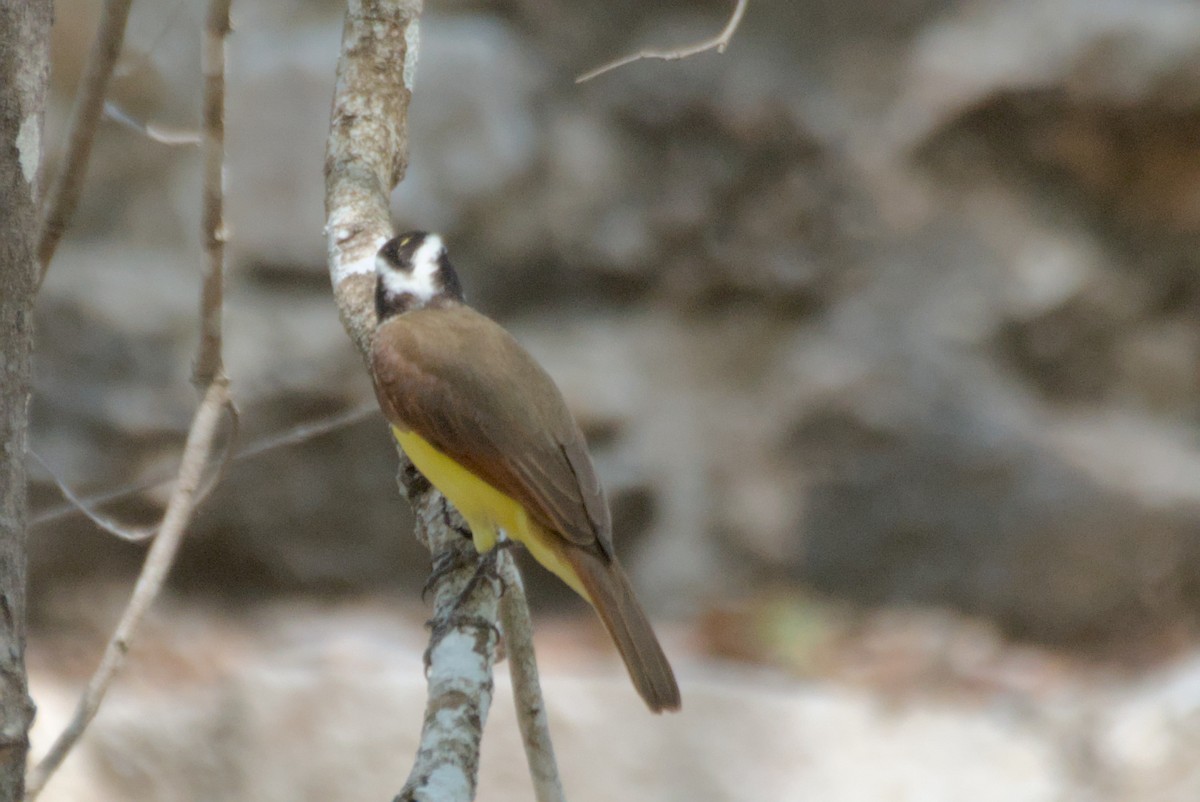 Great Kiskadee - ML622557217