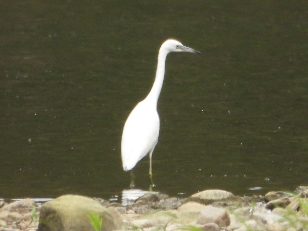 Little Blue Heron - Benjamin  Miller