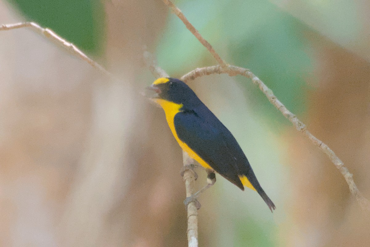 Yellow-throated Euphonia - ML622557271