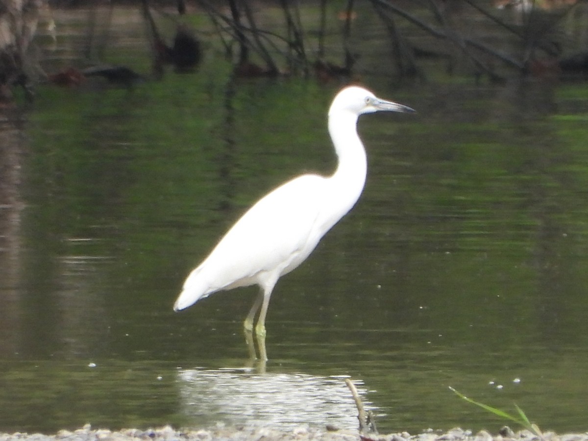 Little Blue Heron - ML622557304