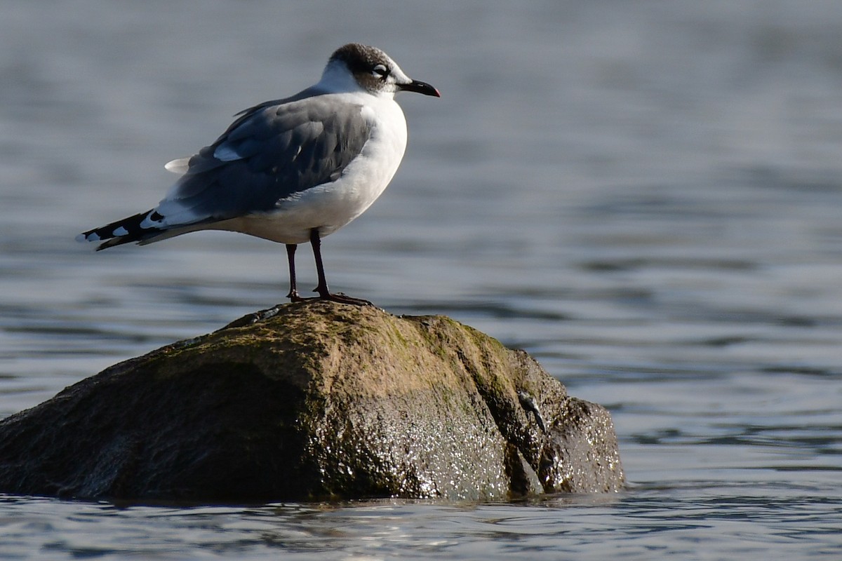 Franklin's Gull - ML622557312