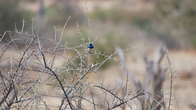 White-bellied Sunbird - ML622557319