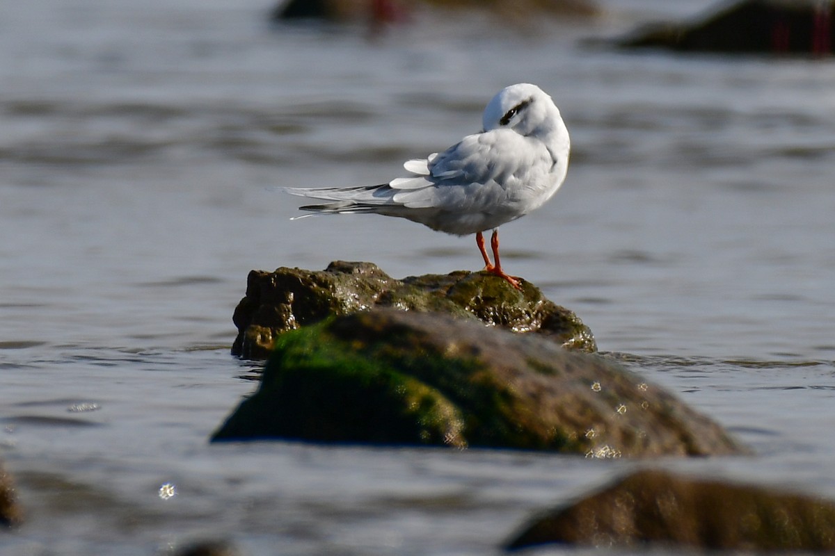 Snowy-crowned Tern - ML622557348