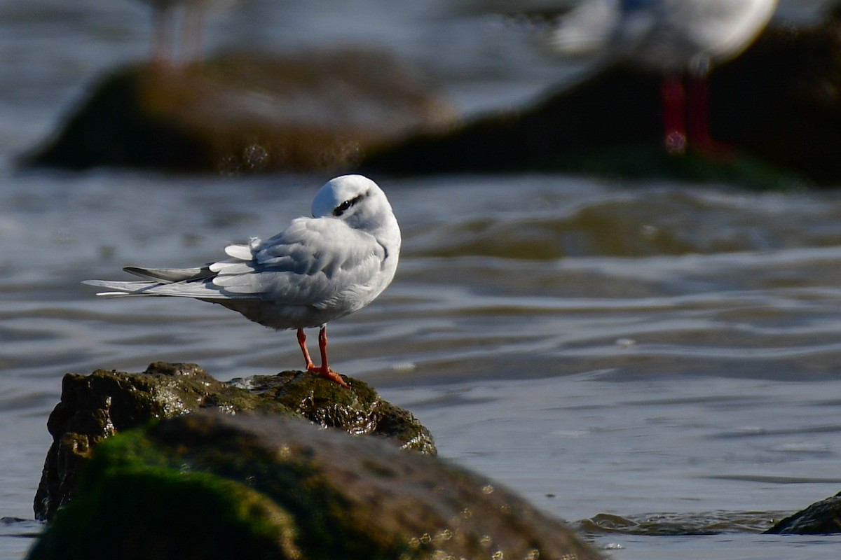 Snowy-crowned Tern - ML622557349