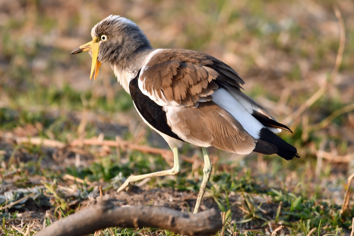 White-crowned Lapwing - ML622557369