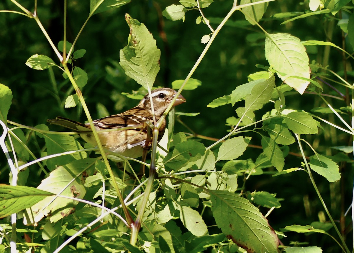 Rose-breasted Grosbeak - ML622557376