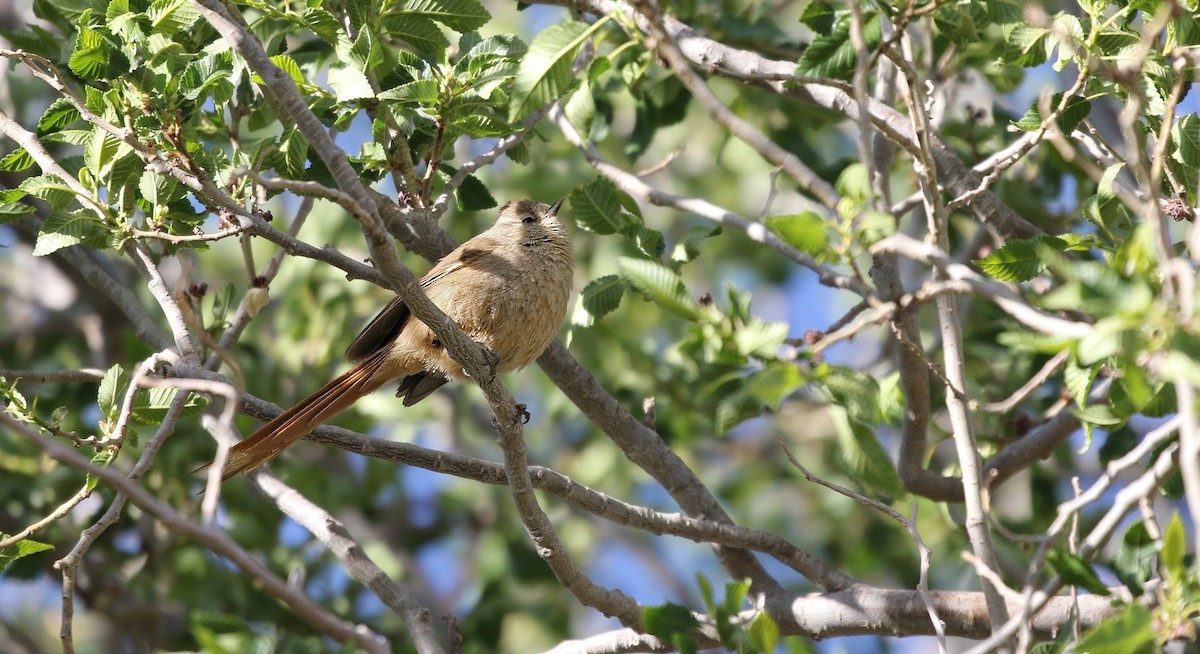 Brown-capped Tit-Spinetail - ML622557389