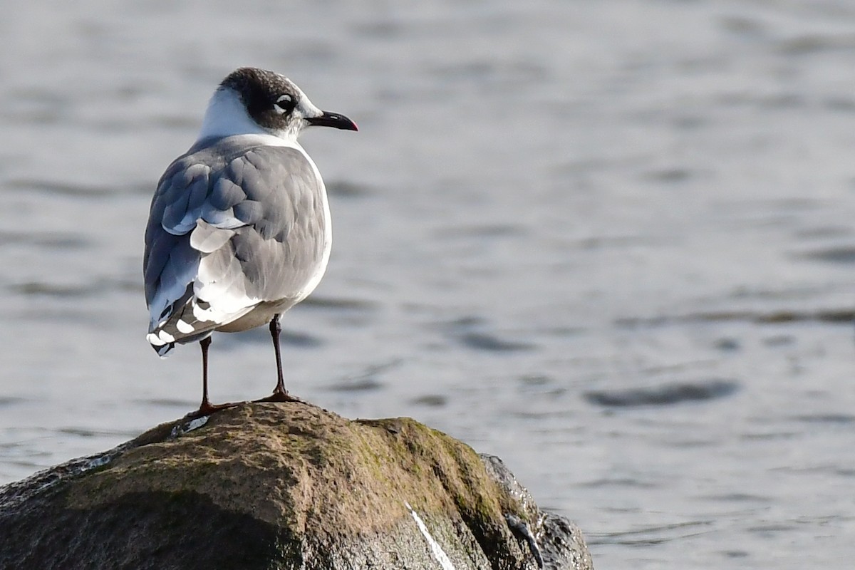 Franklin's Gull - ML622557400