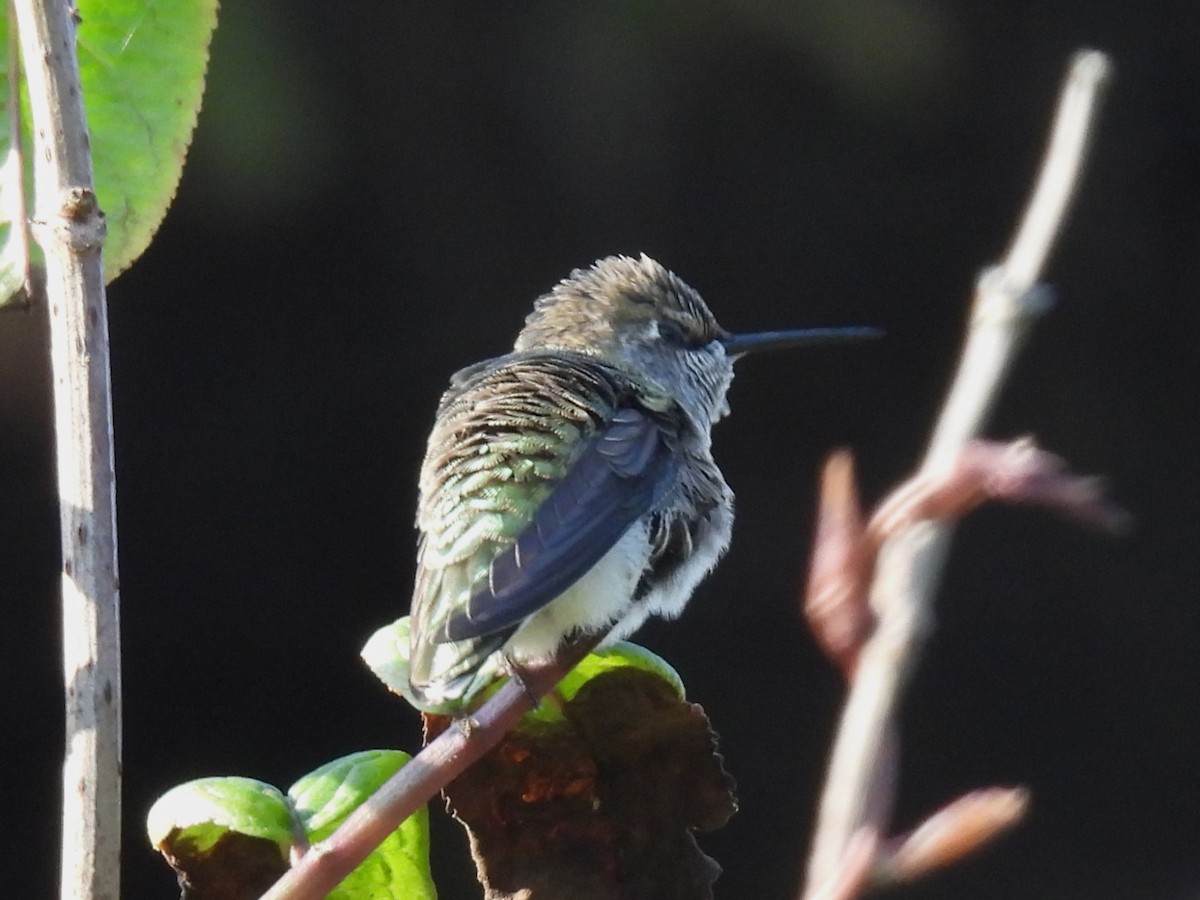 Anna's Hummingbird - ML622557424