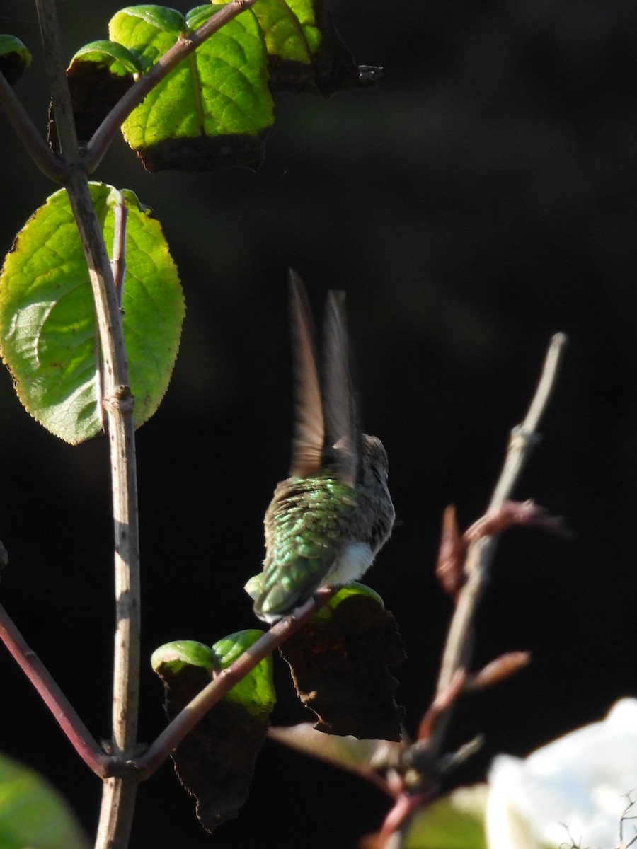 Anna's Hummingbird - ML622557425