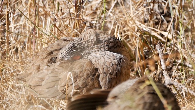 Swainson's Spurfowl - ML622557429