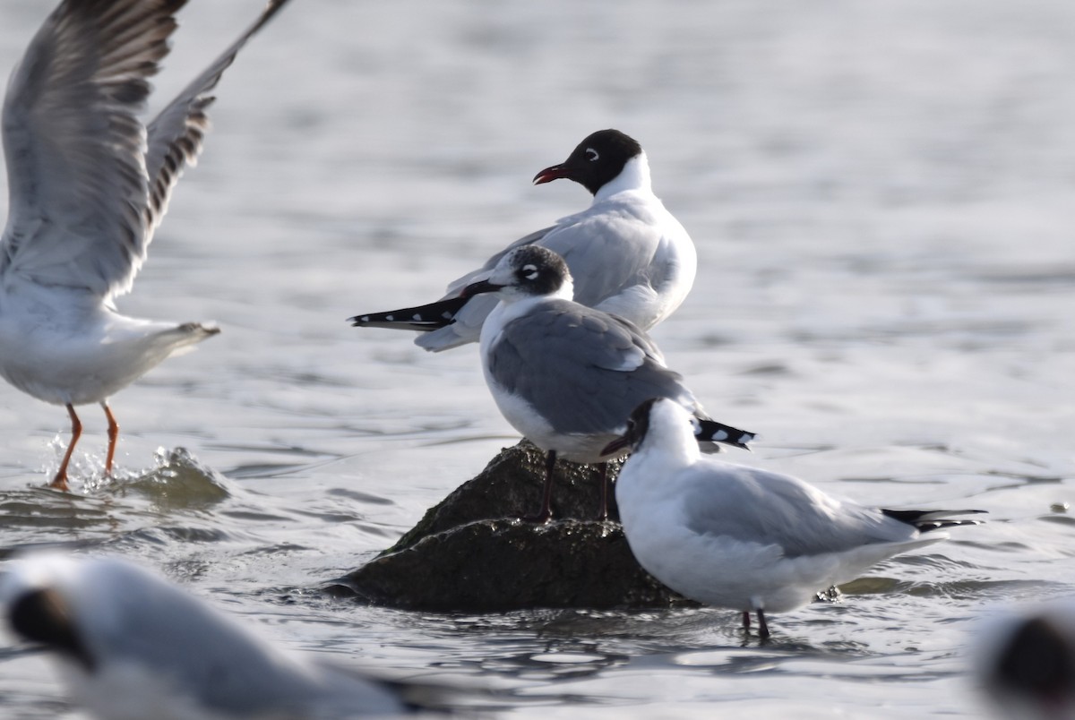 Franklin's Gull - ML622557629