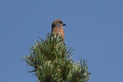 Cassia Crossbill - Joanna  Kane