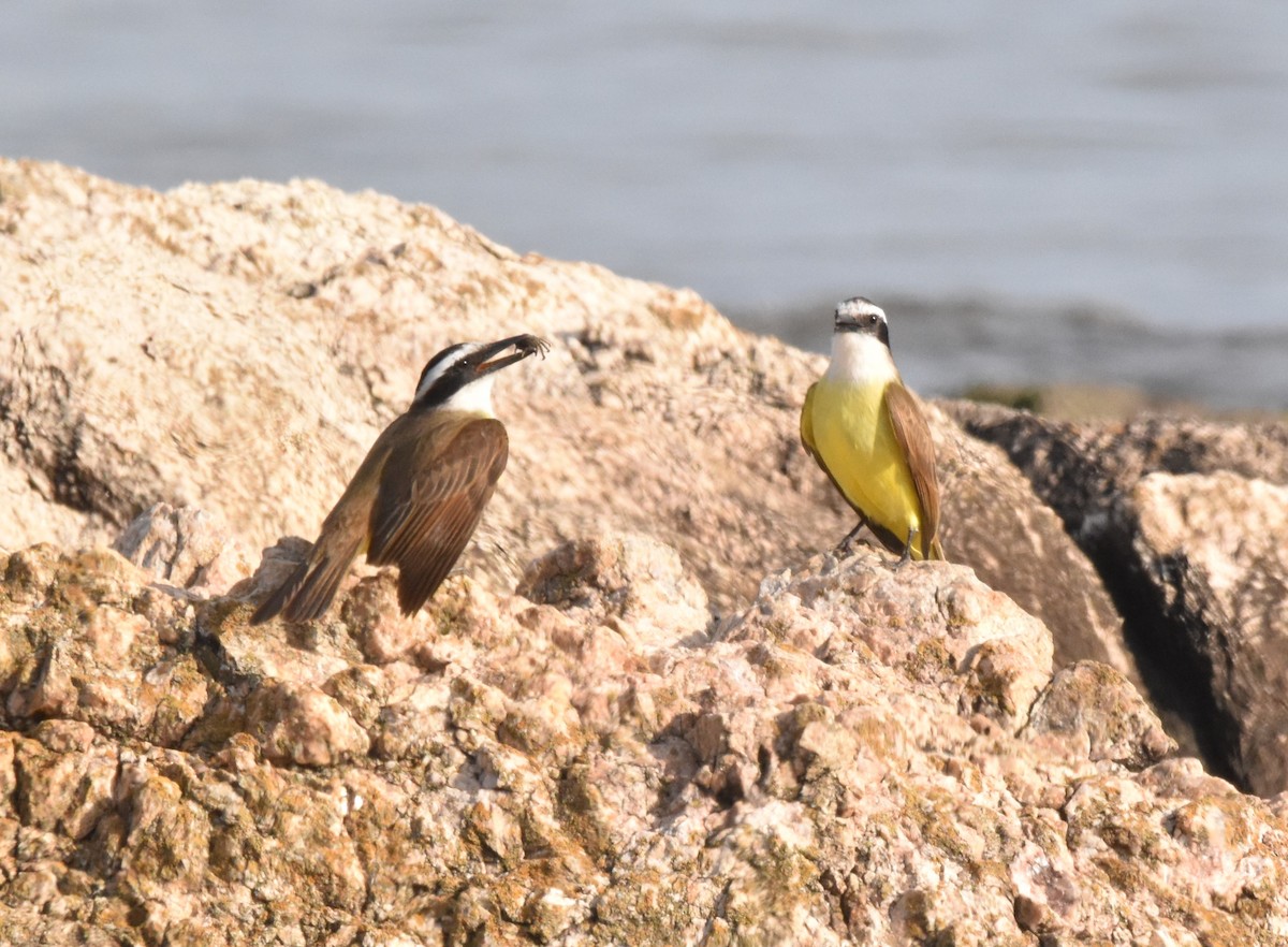 Great Kiskadee - ML622557668