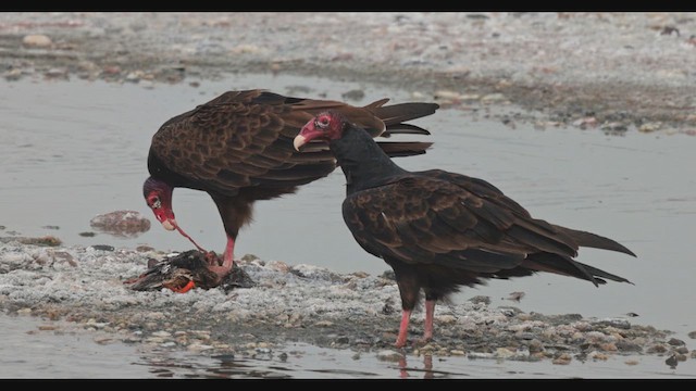 Turkey Vulture - ML622557701