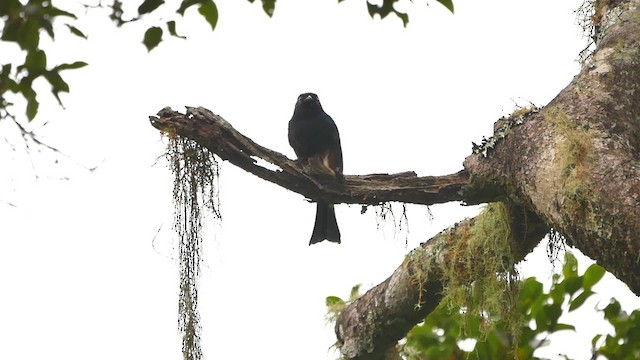 Square-tailed Drongo - ML622557710