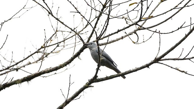 Gray Cuckooshrike - ML622557766