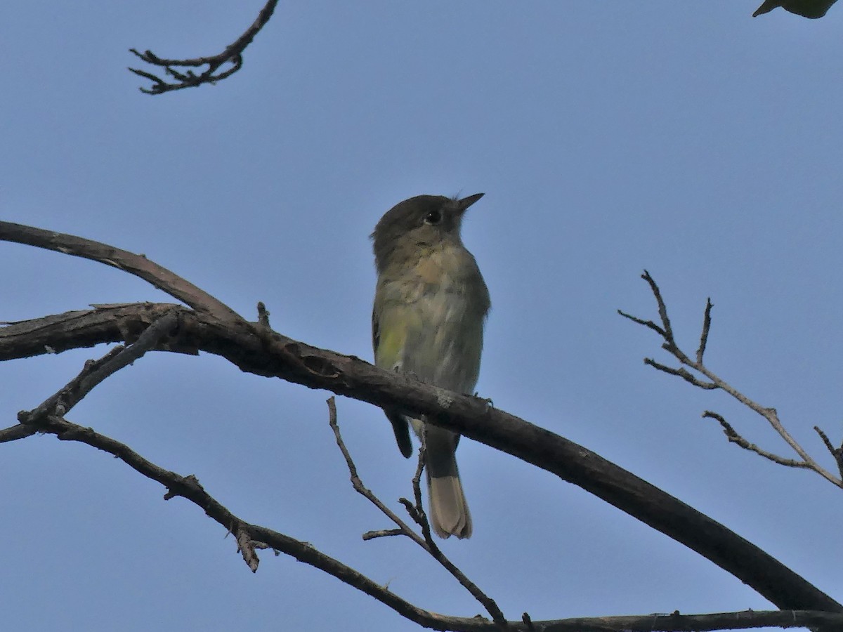 Least Flycatcher - ML622557792